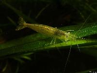 Caridina multidentata