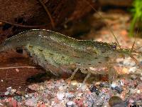 Caridina multidentata