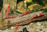 Caridina cf. cantonensis var. Crystal red