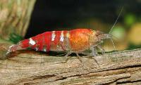 Caridina cf. cantonensis var. Crystal red
