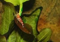 Caridina cf. cantonensis var. Crystal red