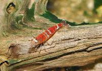 Caridina cf. cantonensis var. Crystal red