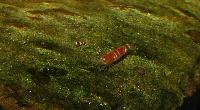 Caridina cf. cantonensis var. Crystal red