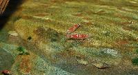 Caridina cf. cantonensis var. Crystal red