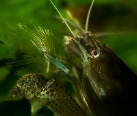 Atya gabonensis