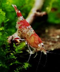 Caridina cf. cantonensis var. Crystal red