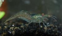 Caridina multidentata