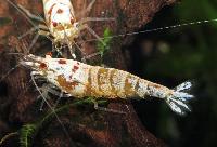 Caridina cantonensis, glossy white crystal