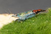 Neocaridina heteropoda var. carbon rili