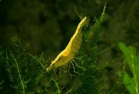 Neocaridina heteropoda var gul sakura neon stripe