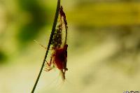 Neocaridina heteropoda var. rili