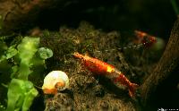 Neocaridina heteropoda var. rili