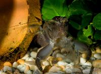 Atya gabonensis
