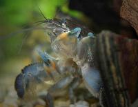 Atya gabonensis