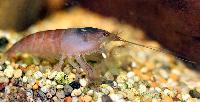 Atya gabonensis