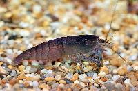Atya gabonesis