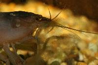 Atya gabonensis