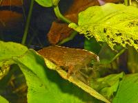 Atya scabra