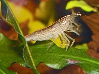 Atya scabra