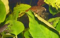 Atya scabra