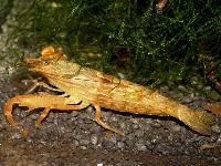 Atyopsis moluccensis