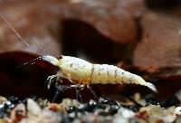 Caridina cf. cantonensis var. Golden bee