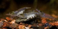 Neocaridina cf. zhangiiajiensis var. 'white'