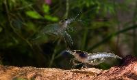 Neocaridina cf. zhangiiajiensis var. 'white'
