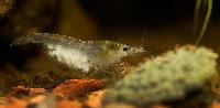 Neocaridina cf. zhangiiajiensis var. 'white'