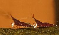 Caridina sp. 'kardinal'