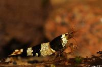 Caridina cf. cantonensis var. Crystal black