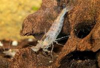 Caridina typus