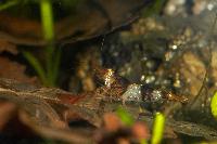 Caridina cf. cantonensis var. Crystal black