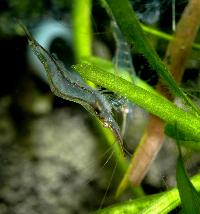 Caridina gracilirostris