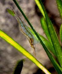 Caridina gracilirostris