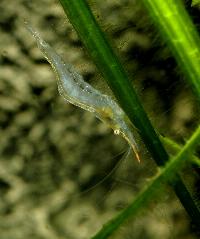 Caridina gracilirostris