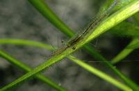 Caridina gracilirostris