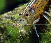 Caridina multidentata