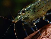 Caridina multidentata