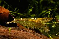 Caridina sp. 'burma'