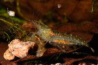 Caridina sp. 'burma'
