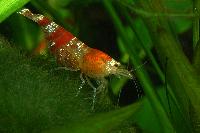 Caridina cf. cantonensis var. Crystal red