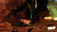 Caridina cf. cantonensis var. Crystal red