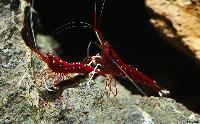 Caridina sp. 'kardinal'