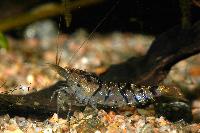 Caridina cf. cantonensis var. tiger