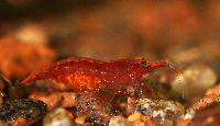 Neocaridina heteropoda var. red