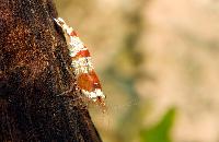 Caridina cf. cantonensis var. Crystal red