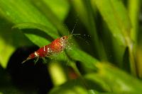 Caridina cf. cantonensis var. Crystal red