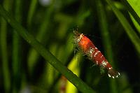 Caridina cf. cantonensis var. Crystal red