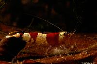 Caridina cf. cantonensis var. Crystal red